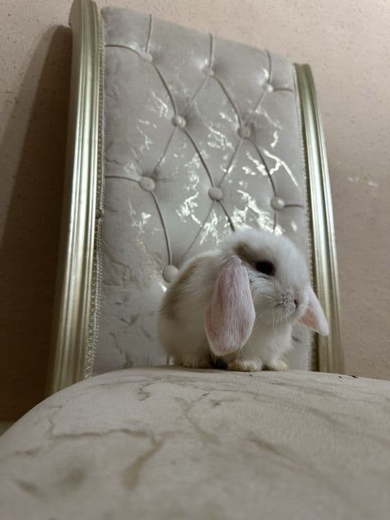Basmala Farm’dan nafis va mehribon quyonchalar! — 4