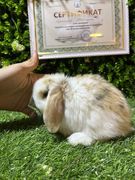 карликовые кролчьата  миниатюрные — 3