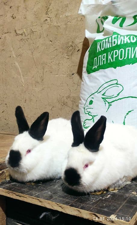 Кролики самцы Калифорнийской породы — 8