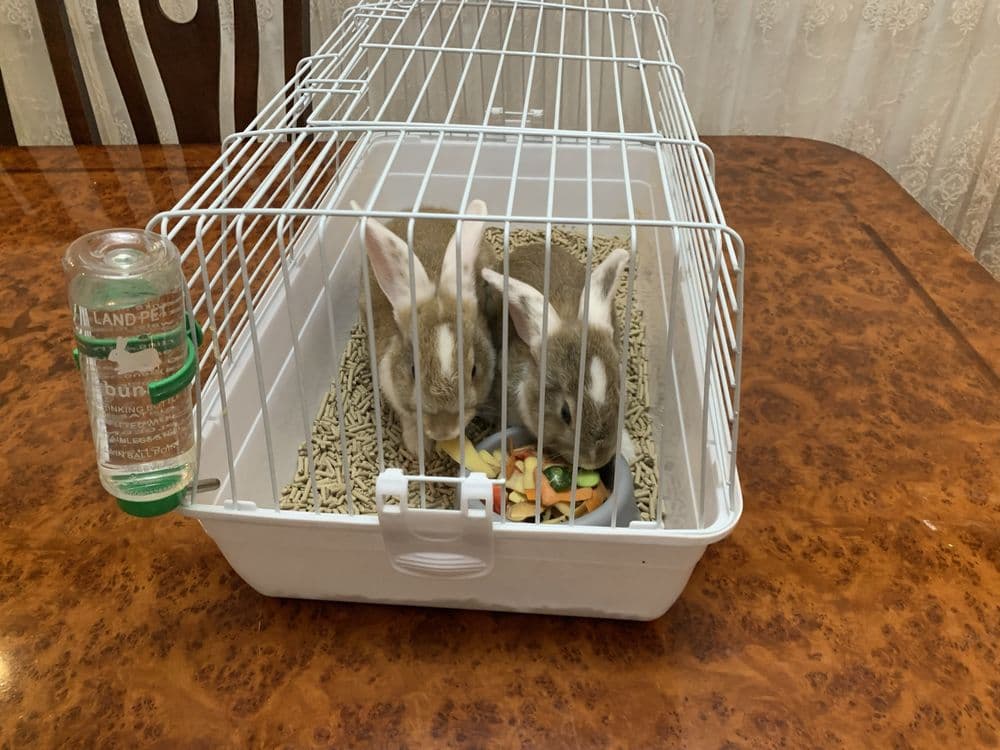 Кролики пара 4 месечний — 4