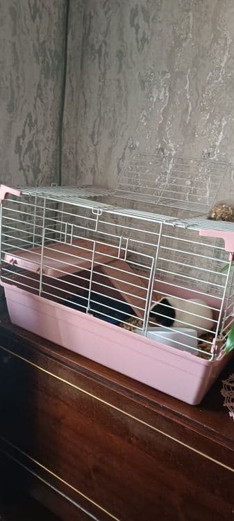 Продаю морскую свинку — 5