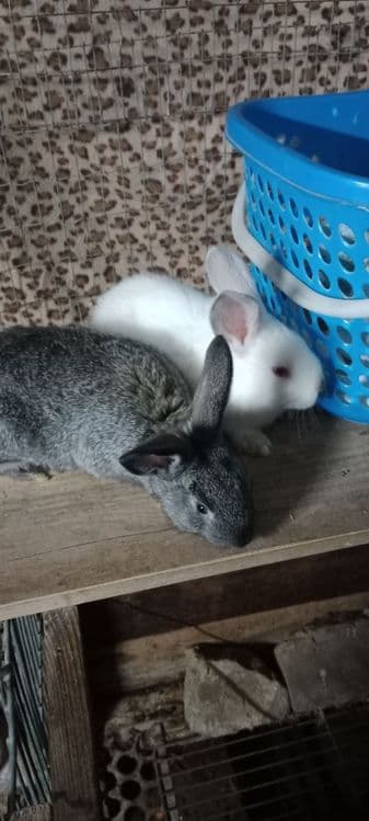 quyonnla bor Ota bola — 2