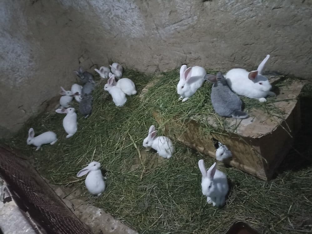 Quyonlar sotiladi soglom xikol zoti — 8