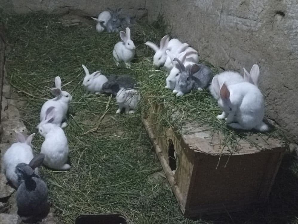 Quyonlar sotiladi soglom xikol zoti — 1