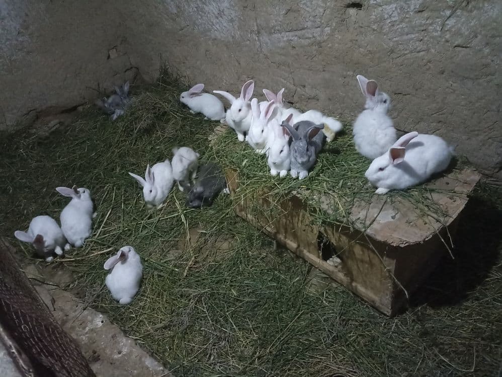 Quyonlar sotiladi soglom xikol zoti — 2