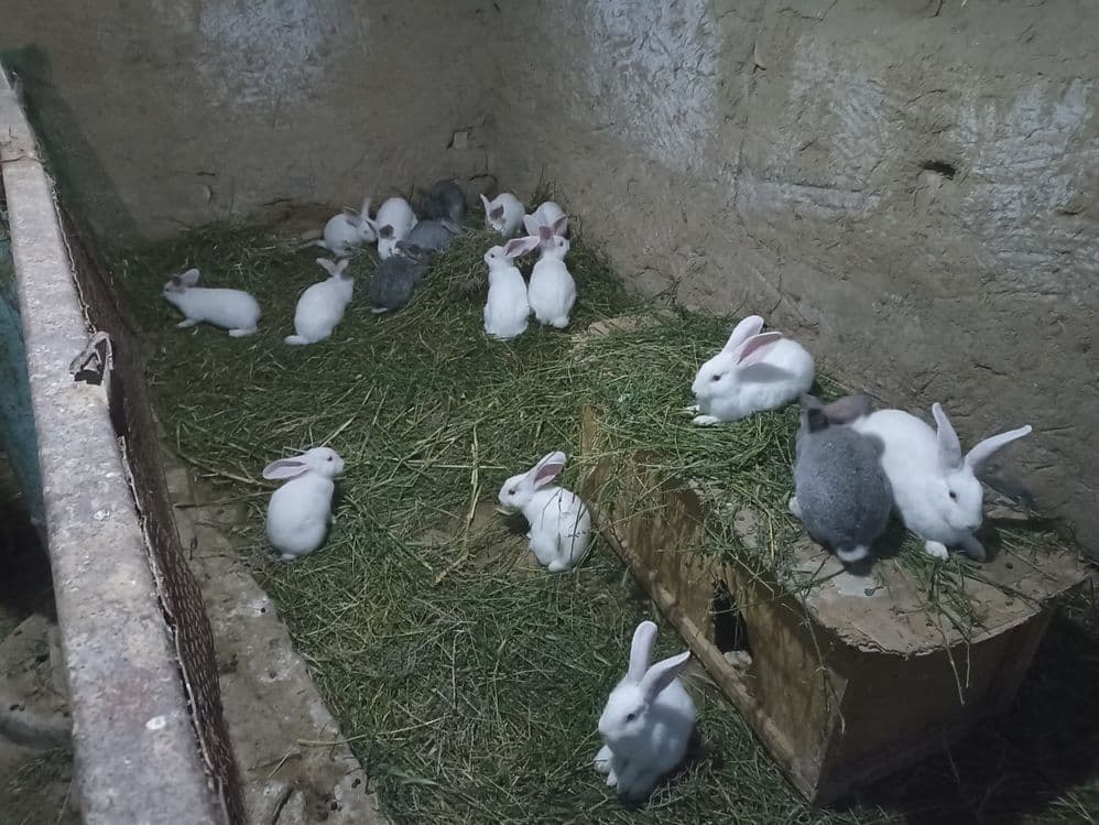 Quyonlar sotiladi soglom xikol zoti — 3