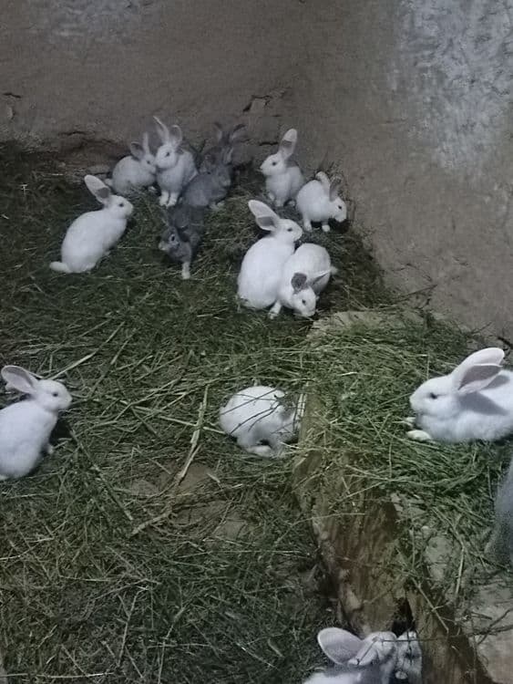 Quyonlar sotiladi soglom xikol zoti — 5