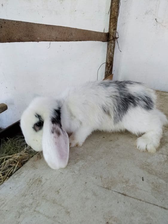 Zotdor Fransuz Baran quyonlari sotiladi — 8