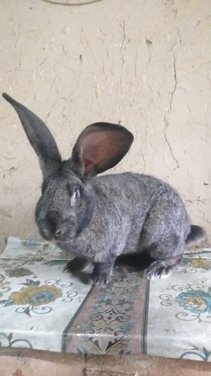 Кролик породы ФЛАНДР — 4