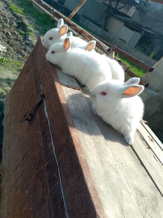 Калифорнийа куйонлар сотилади зоти тозза — 3