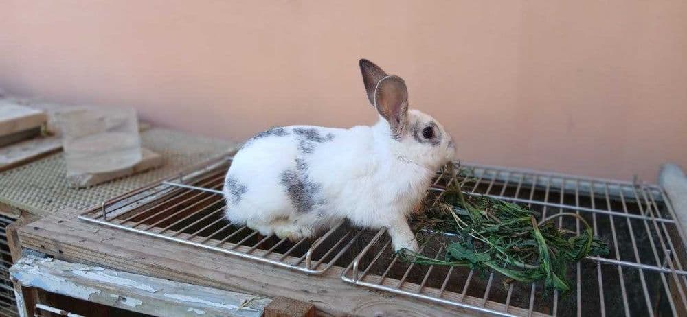 Кролик от белого великана совсем ручной — 2