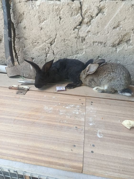 Кролики породистые — 2