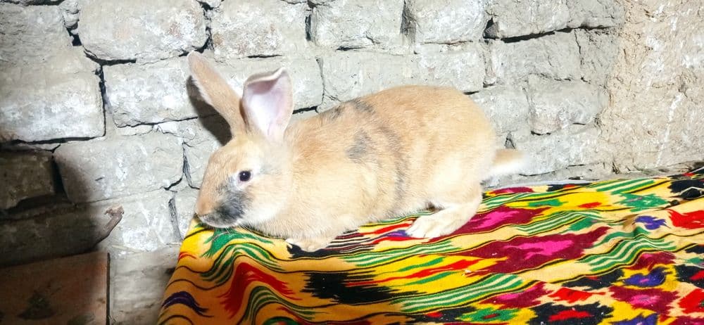 Куен сотиладий манзил самарканд — 3