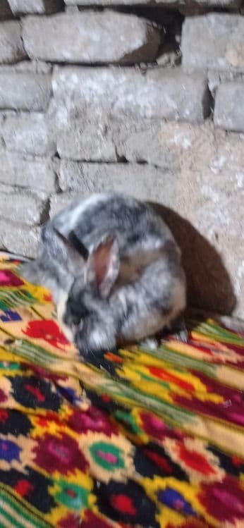 Куен сотиладий манзил самарканд — 4
