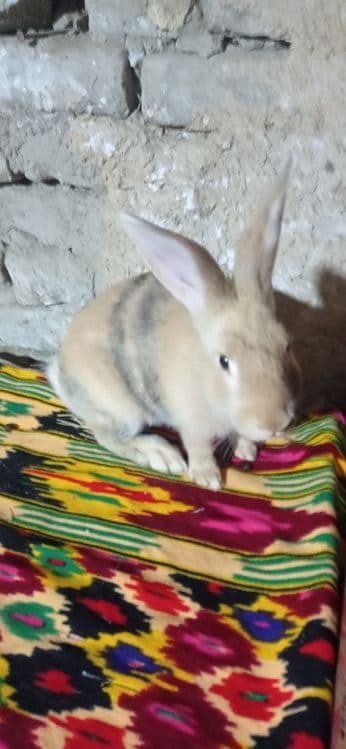 Куен сотиладий манзил самарканд — 7
