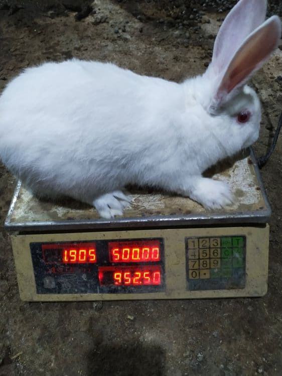 Кролики 1килограм 90 000 — 2