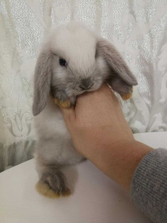 Кролики декоративные — 3