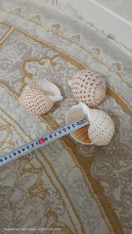 Ракушки првазной натуральный — 5