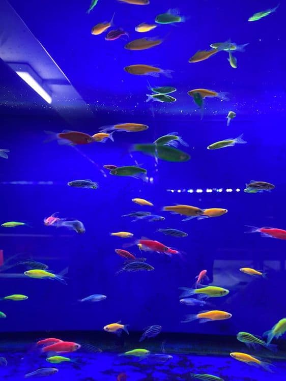 Akvarium va baliqlar dokoni — 2