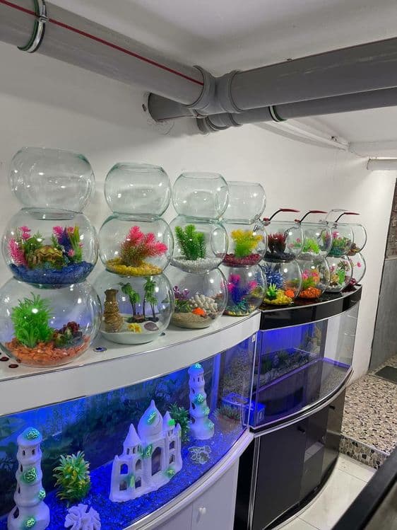 Dumaloq akvarium va xar hil turdagi akvariumlar do'koni — 1