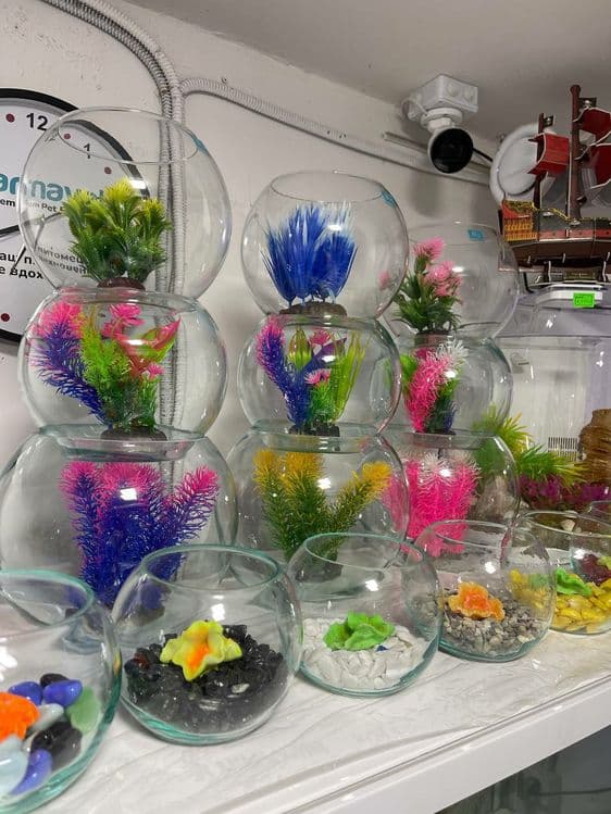 Dumaloq akvarium va xar hil turdagi akvariumlar do'koni — 2