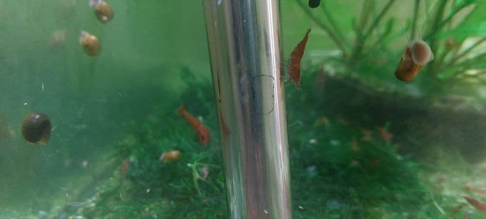 Продаю криветк вишня — 5