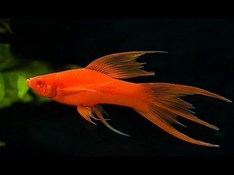 Меченосцы Рыбы Красивые и Хорошие — 4