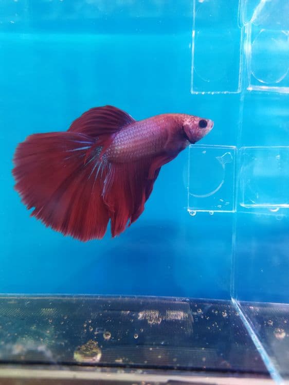 Peteshok baliqlar bor uzunligi 4-5 cm — 1