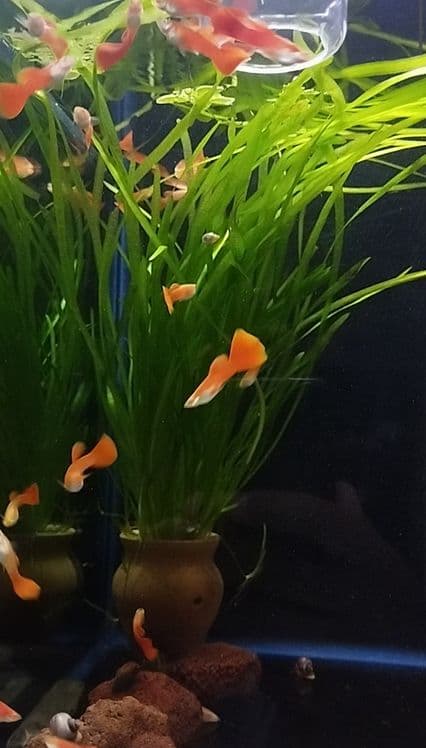 Гуппи Full Red Albino — 2