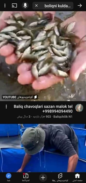 Личинка малёк Балиқлари бор Талсталоб Сазан Амур — 1