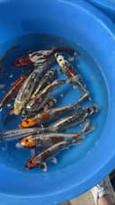 Коя рыба для пруда Hovuz basseyn uchun koi baliqlari