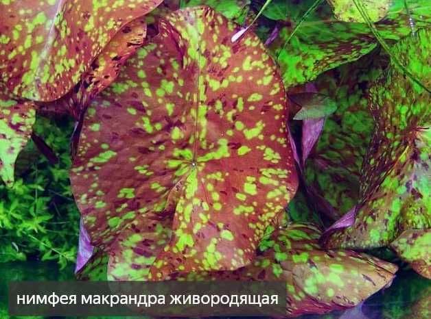 аквариумистика растения — 3