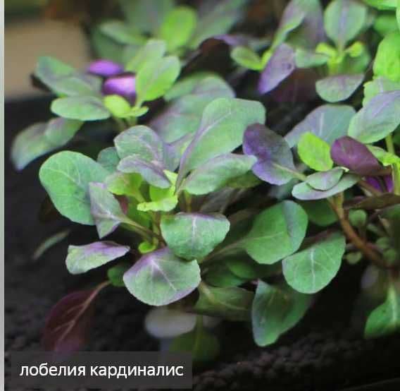 аквариумистика растения — 5