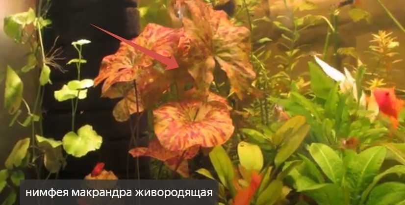 аквариумистика растения — 7