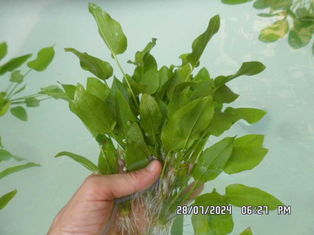 аквариумистика растения — 8