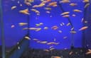 Данио  фосфорни риб Danio rangli baliqlar  fosfirni