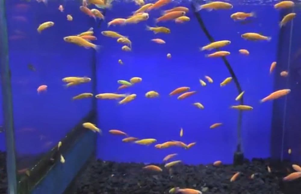 Данио  фосфорни риб Danio rangli baliqlar  fosfirni — 1