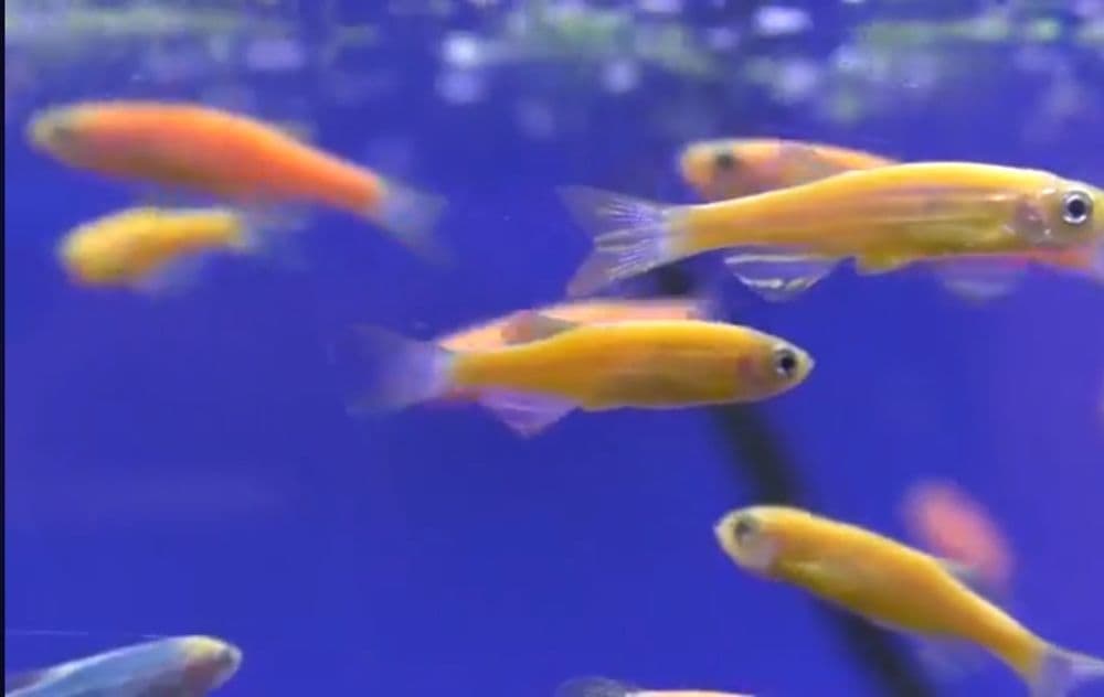 Данио  фосфорни риб Danio rangli baliqlar  fosfirni — 2
