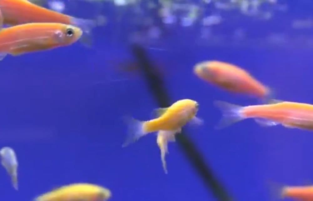 Данио  фосфорни риб Danio rangli baliqlar  fosfirni — 4