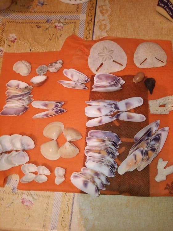 Ракушки- натуральные дары моря — 3