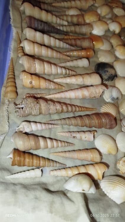 Ракушки- натуральные дары моря — 5