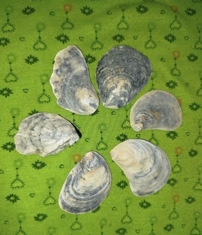 Ракушки- натуральные дары моря — 6