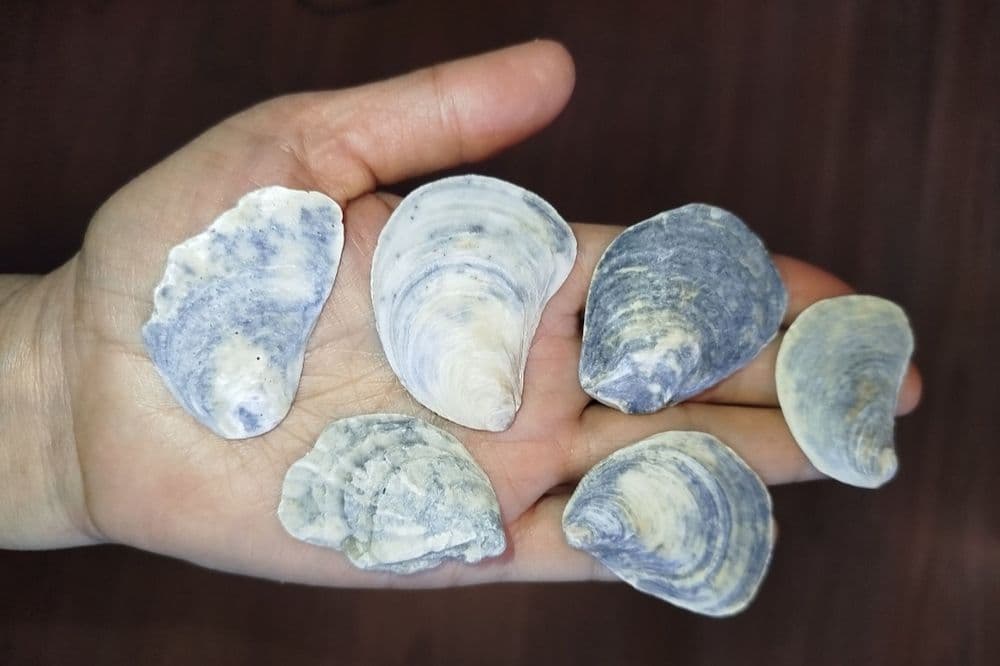 Ракушки- натуральные дары моря — 8