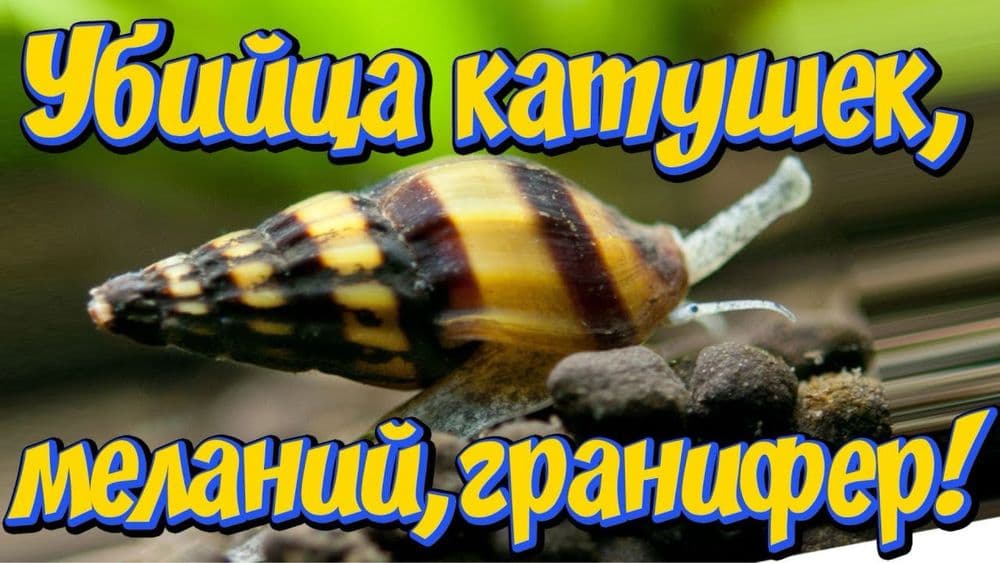 Продам улиток хелена — 1