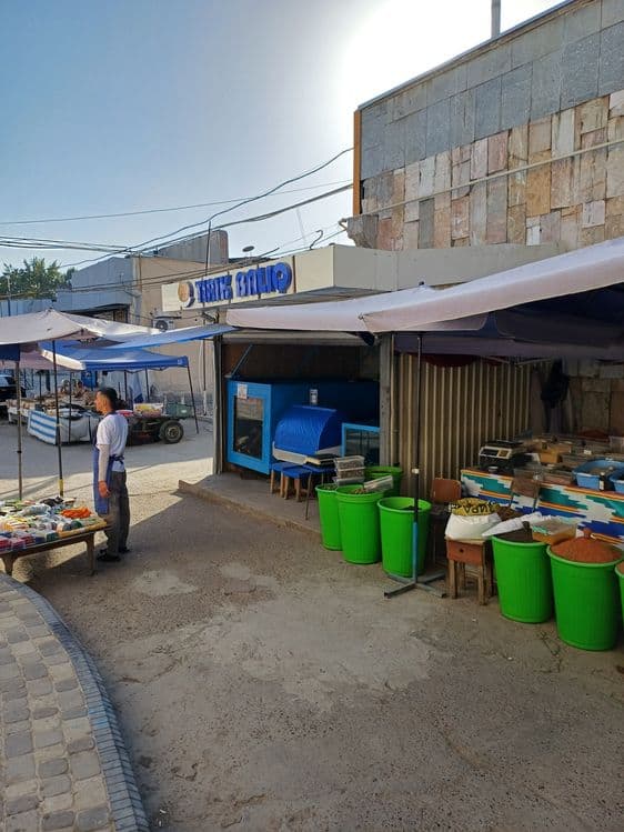 Tirik Baliqlar  Sazan karb som — 6