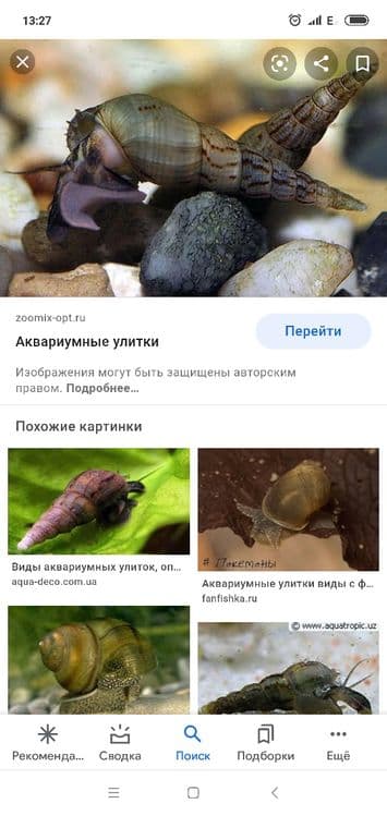Продам мирных аквариумных рыб — 5
