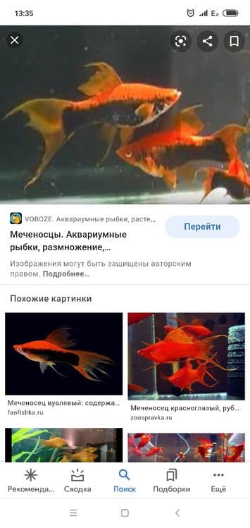 Продам мирных аквариумных рыб — 6