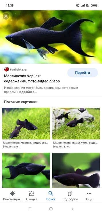 Продам мирных аквариумных рыб — 7