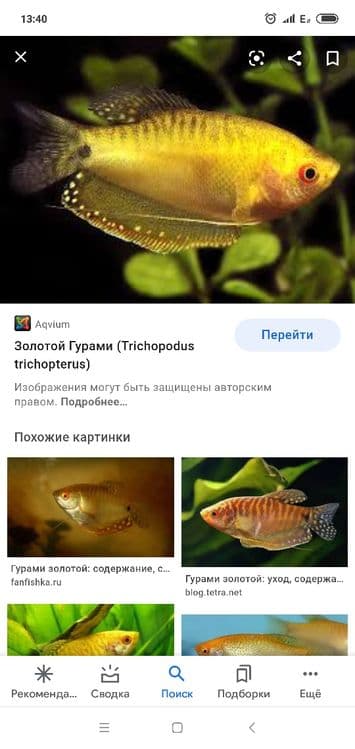 Продам мирных аквариумных рыб — 8
