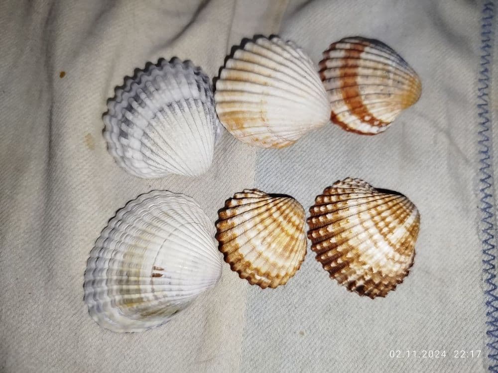 Ракушки натуральные — 5